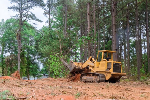 Forestry Clearing in Fuquay Varina