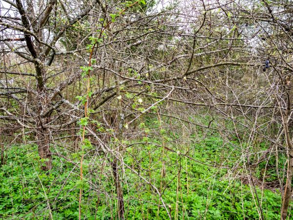 Underbrush Clearing in Fuquay Varina