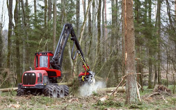 Forest Clearance Service in Fuquay Varina