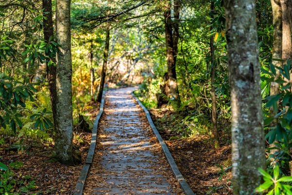 Trail Clearing in Fuquay Varina